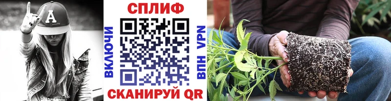 Конопля конопля Купить закладки Нерюнгри
